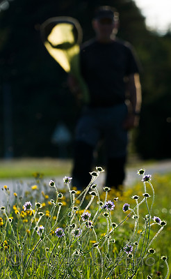 BB 15 0181 / Knautia arvensis / Rødknapp